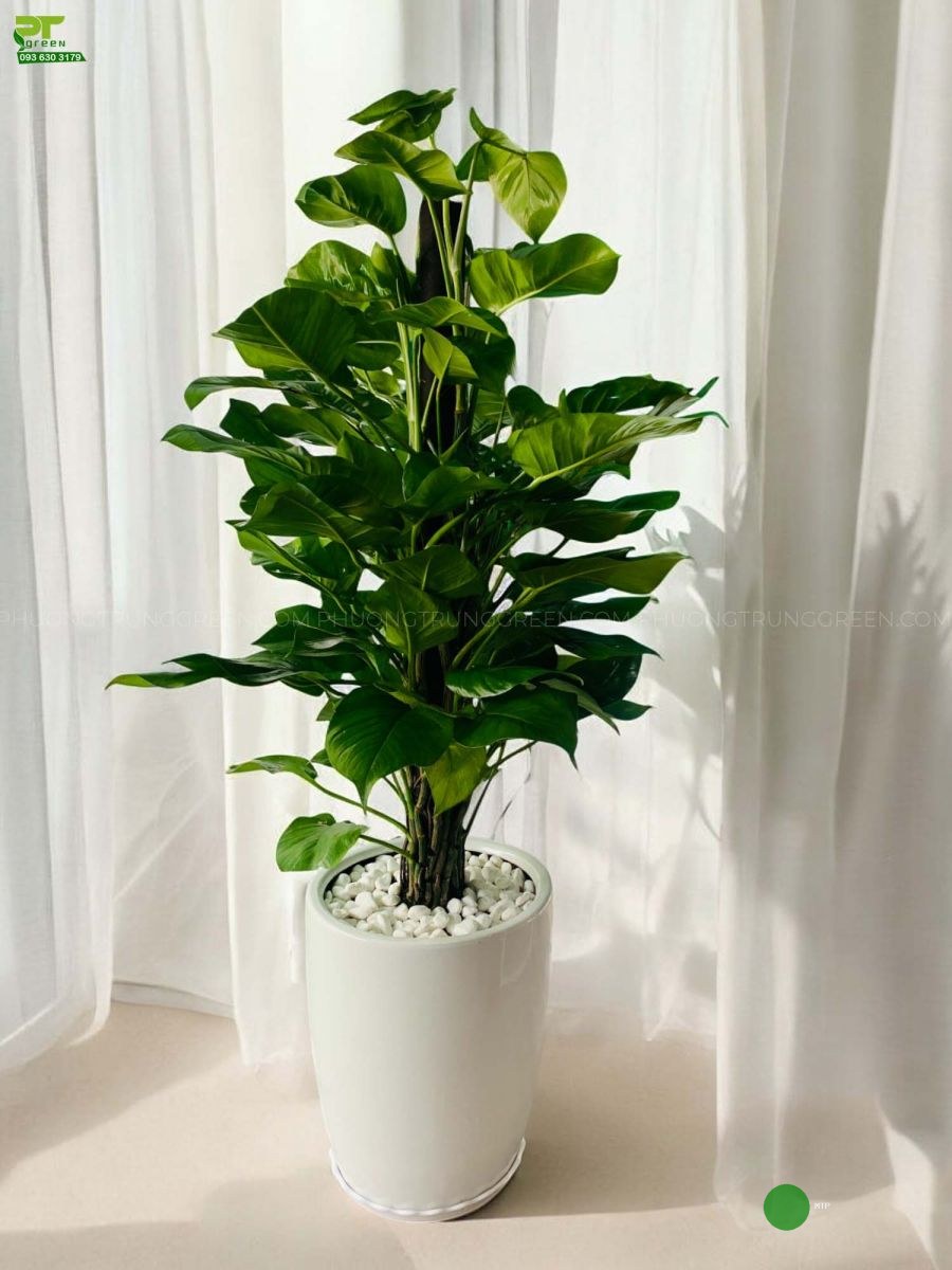 danh mục mới